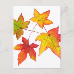 Carte Postale Feuilles rouges jaunes et vertes d'automne