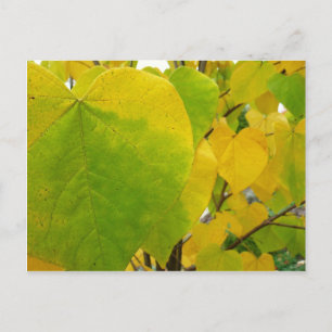 Carte Postale Feuilles rouges jaunes et verts