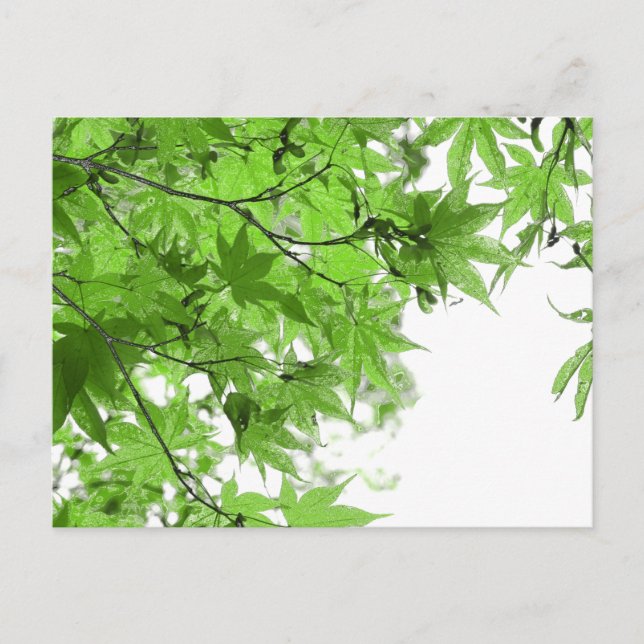 Carte Postale Feuilles verts (Devant)