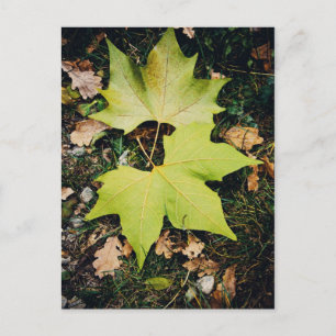 Carte Postale Feuilles verts chêne