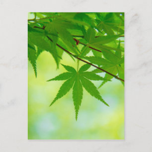 Carte Postale Feuilles verts de l'érable japonais