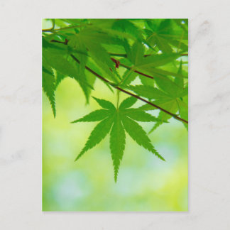 Carte Postale Feuilles verts de l'érable japonais