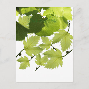 Carte Postale Feuilles verts de vigne