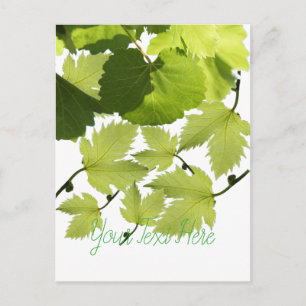 Carte Postale Feuilles verts de vigne