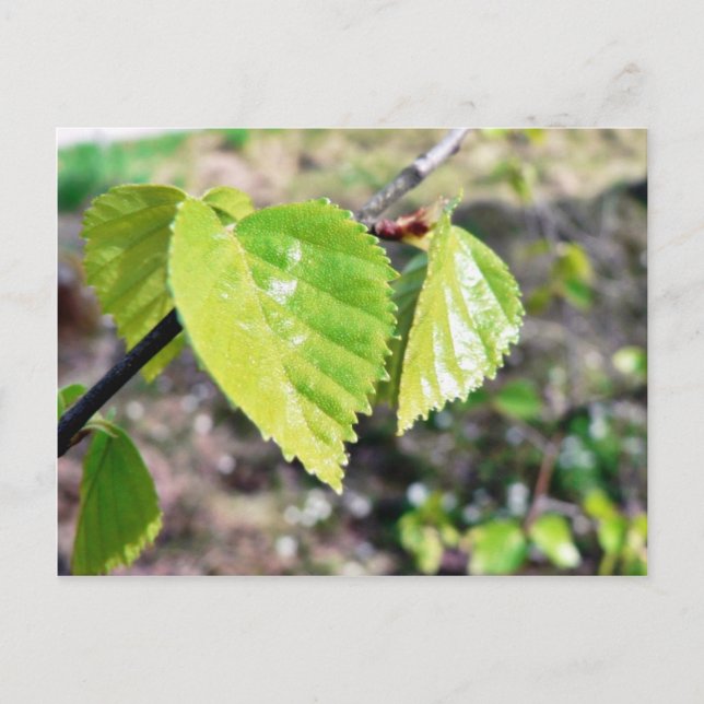 Carte Postale Feuilles verts Feuille de bouleau (Devant)