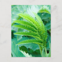 Feuilles verts frais