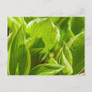 Carte Postale Feuilles verts Hosta