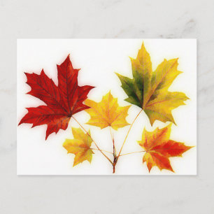 Carte Postale feuilles vintages
