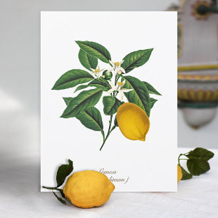 Carte Postale Feuilles vintages de fleurs de citron botanique