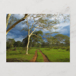 Carte Postale Fever Tree (Acacia Xanthophloea) sur Dirt Track