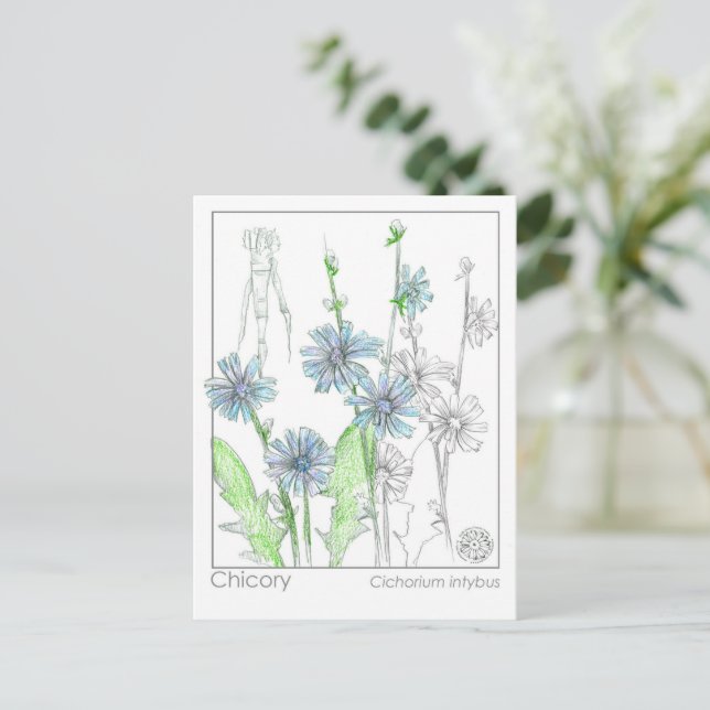 Carte Postale Fiche d'étude sur les plantes de la monographie mé (Debout devant)