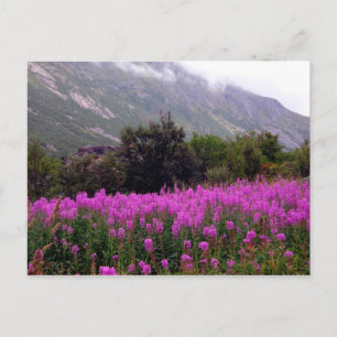 Carte Postale Field of wild flowers near Bodo, Norway