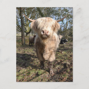 Carte Postale Fier d'être écossais