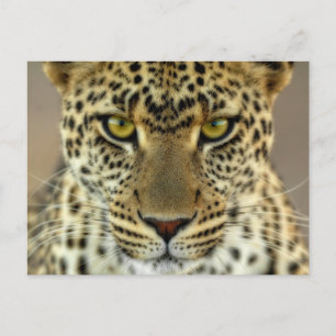 Carte Postale Fierce Leopard