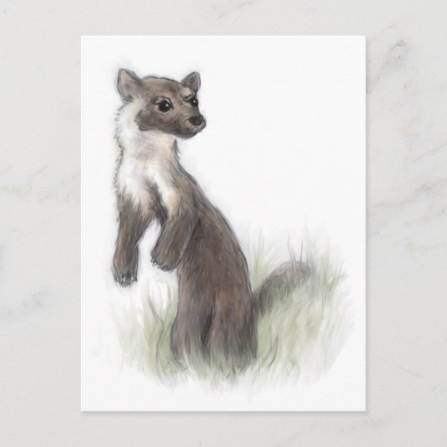 Carte Postale Fierce Little Pine Marten (Devant)