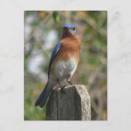 Carte postale Fière Bluebird