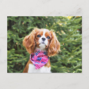 Carte Postale Fière Cavalier Roi Charles Spaniel Chiot