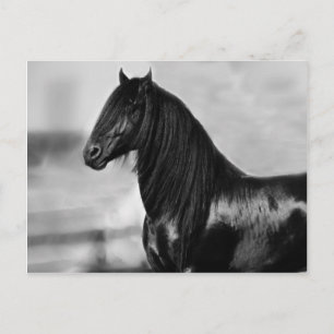 Carte Postale Fière Friesienne cheval d'étalon noir
