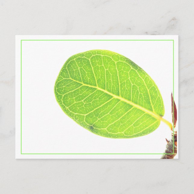 Carte postale Fig Rich Green Leaf (Devant)