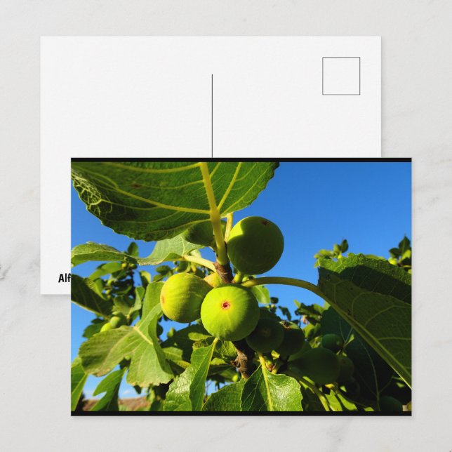 Carte Postale Figues blanches Ciel bleu (Devant / Derrière)
