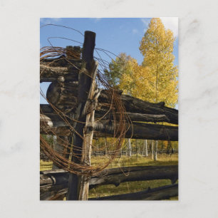 Carte Postale Fil Barbe