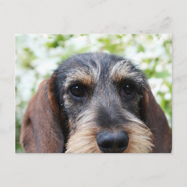 Carte Postale Fil miniature Haired Dachshund (Devant)