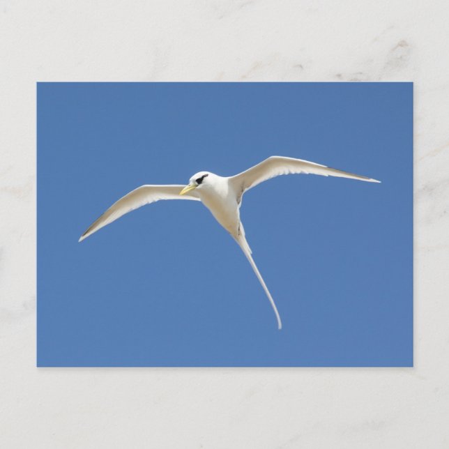 Carte Postale File d'attente Paille-en (Devant)