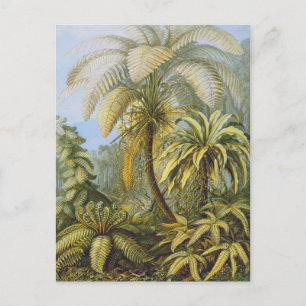 Carte Postale Filicinae (Ferns), Ernst Haeckel Art