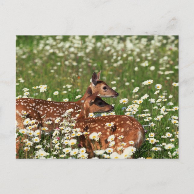 Carte Postale Fils de cerfs à queue blanche (Devant)
