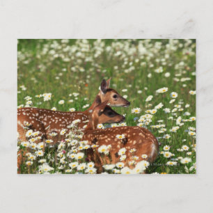 Carte Postale Fils de cerfs à queue blanche