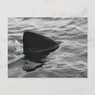 Carte Postale Fin de requin