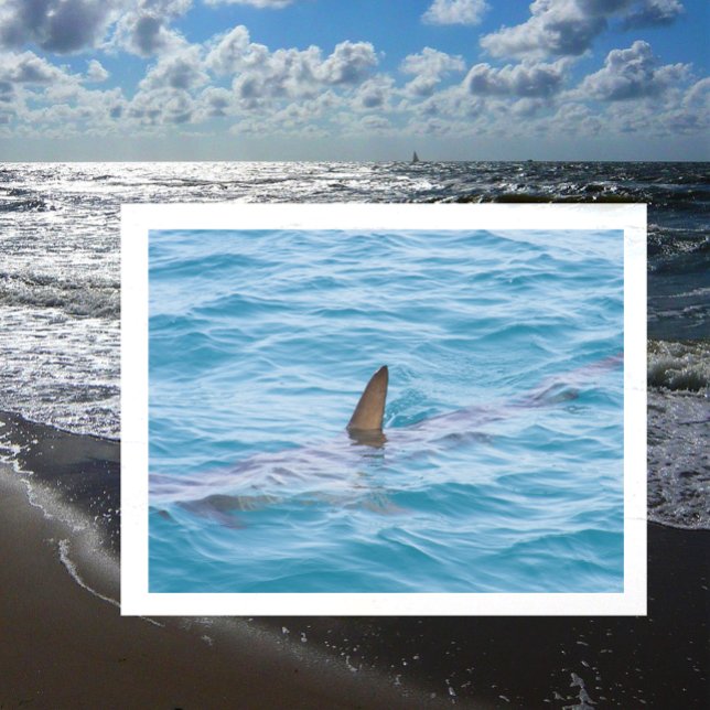 Carte Postale Fin de requin hors de l'eau (Créateur téléchargé)