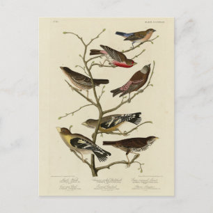 Carte Postale Finch, Bunting, Grosbeak, Audubon Birds of America