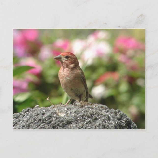 Carte postale Finch de Cassin (Devant)