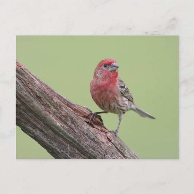 Carte Postale Finch Maison (Devant)