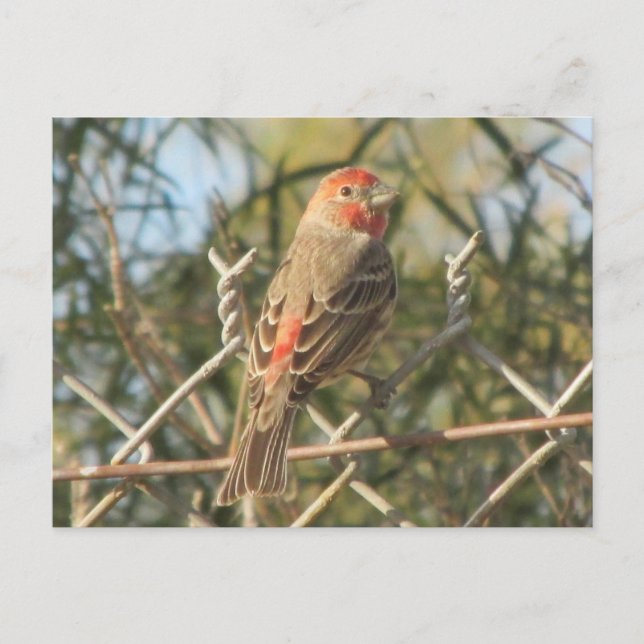 Carte postale Finch Maison Homme (Devant)