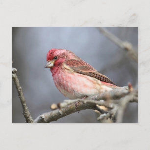 Carte Postale Finch pourpre