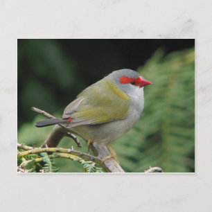 Carte Postale Finch rouge