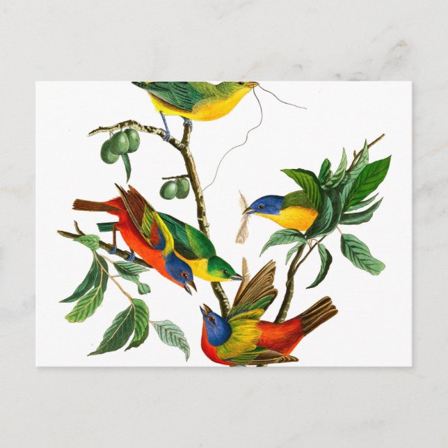 Carte Postale Finche peinte par John James Audubon (Devant)