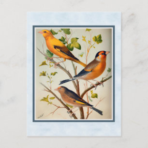 Carte Postale Finches vintages et Linnet