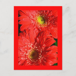Carte Postale Fire Red Gerbera