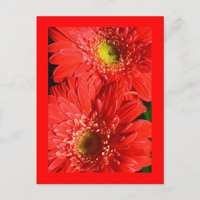 Carte Postale Fire Red Gerbera (Devant)