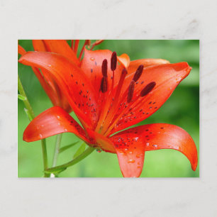 Carte postale Firecracker Lilly