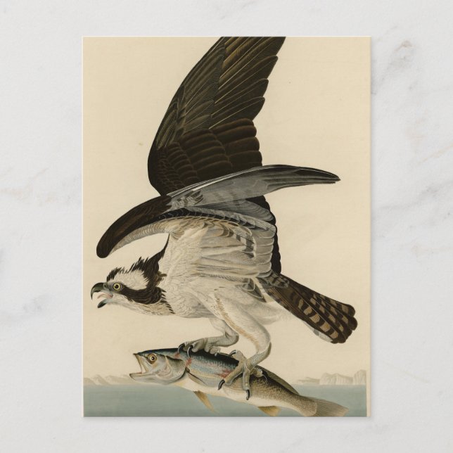 Carte Postale Fish Hawk, Osprey, d'Audubon's Birds of America (Devant)
