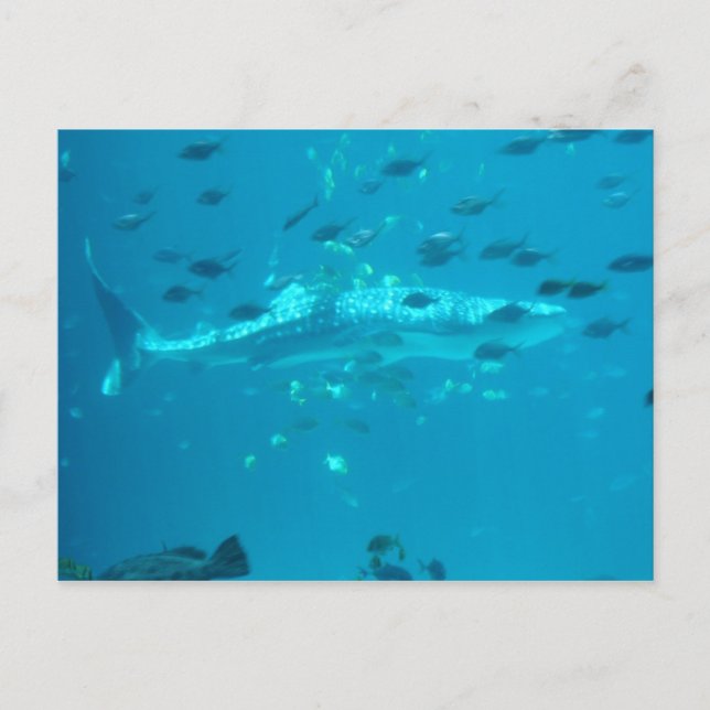 Carte Postale Fishiles (Devant)