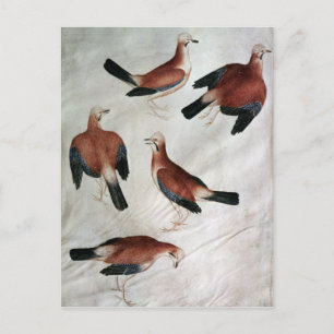 Carte Postale Five Jays, de l'album Vallardi