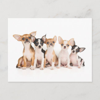 Carte Postale Five puppies