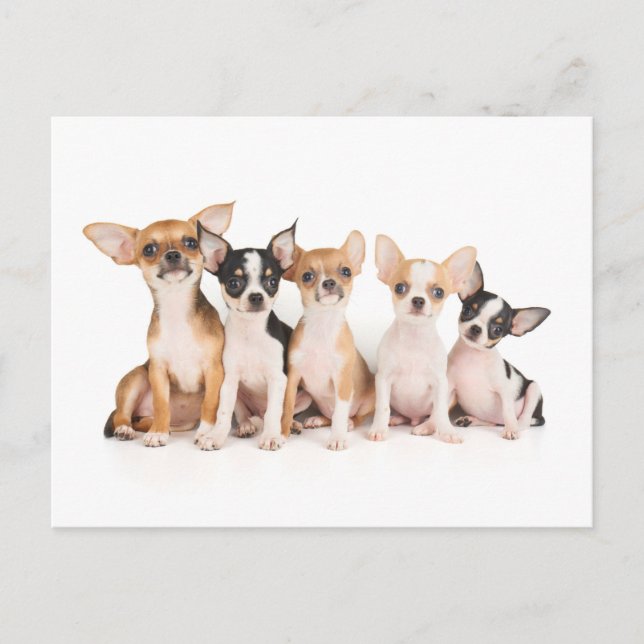 Carte Postale Five puppies (Devant)