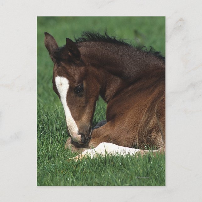 Carte Postale Fixation de poulain de Warmblood (Devant)