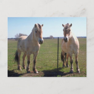 Carte Postale Fjords norvégiens